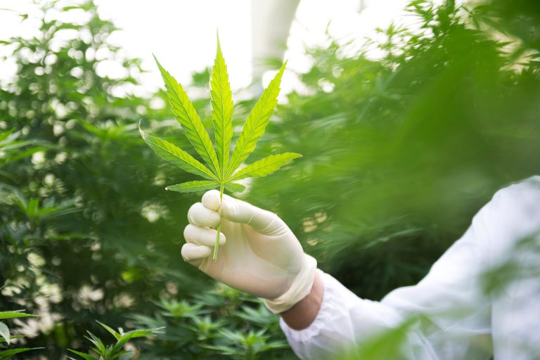 Read: Small Cannabis Producers Have Bigger Problems than State Taxes and Regulation
